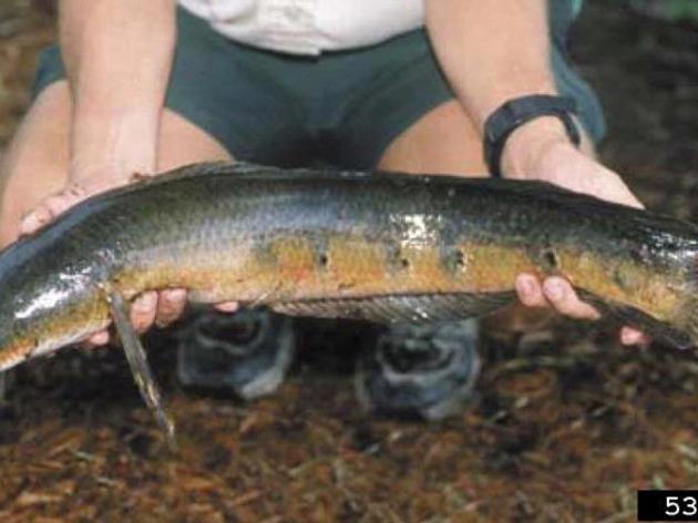 Invasive Species Spotlight: Bullseye Snakehead