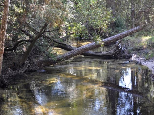 Blackwater River State Forest Drilling Proposal Withdrawn