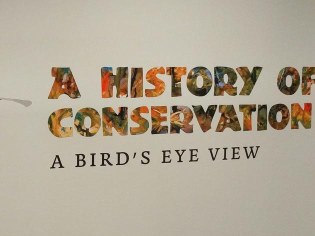 A History of Conservation: Tampa Exhibit Highlights Audubon’s Legacy in Florida’s Conservation Movement