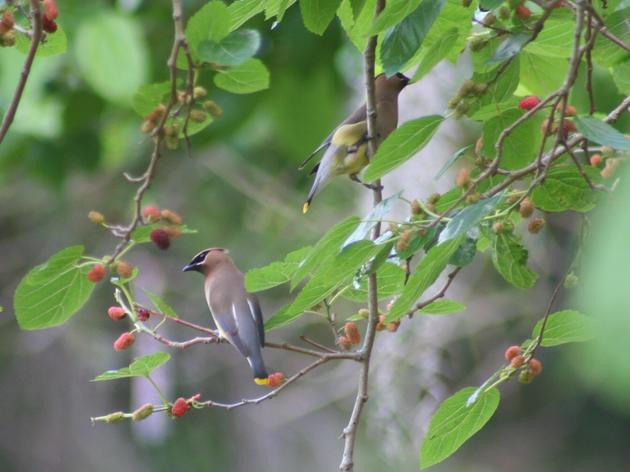 Cedar Waxwings Arrive on Audubon's Ahhochee Hill