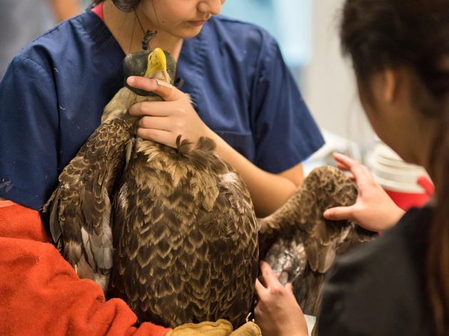 Returning Injured Raptors to Florida Skies