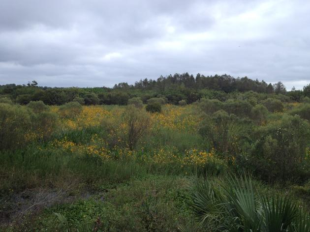 Sunflowers at Audubon's Corkscrew Swamp Sanctuary