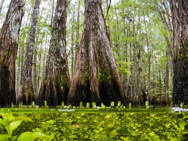 Highlight: Corkscrew Swamp Sanctuary Interns