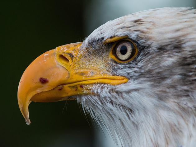 Monitoring Bald Eagles: The Key to Protection