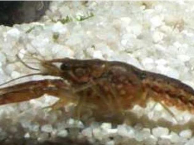 Crayfish Thrive at Audubon's Corkscrew Swamp Sanctuary