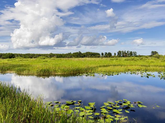 Exciting News for the Loxahatchee National Wildlife Refuge