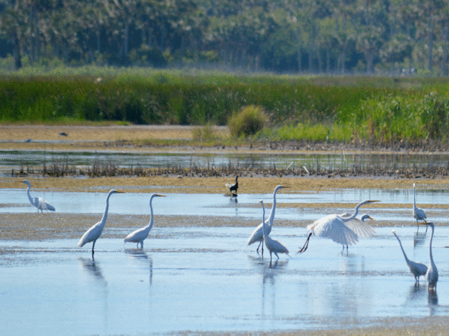 Outpost Property to Remain in Conservation in St. Johns County