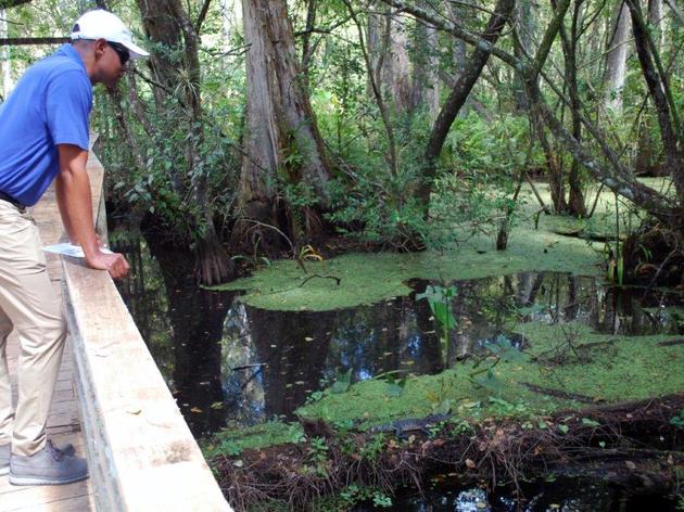 Audubon’s Corkscrew Swamp Sanctuary Reopens Hurricane Irma-damaged Section of Boardwalk