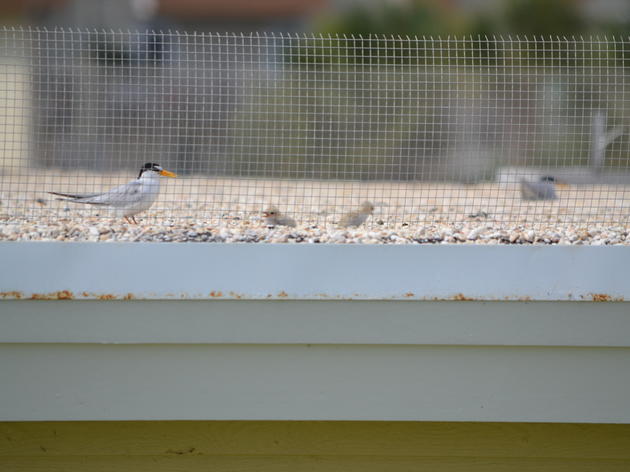 Panhandle’s Santa Rosa Mall Helps Audubon Save Imperiled Least Terns