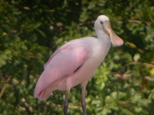 STATEMENT: Audubon Florida Applauds Authorization of Central Everglades Project