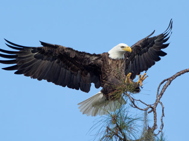 STATEMENT: Audubon Commends Senator Bradley for Leadership in Land Conservation