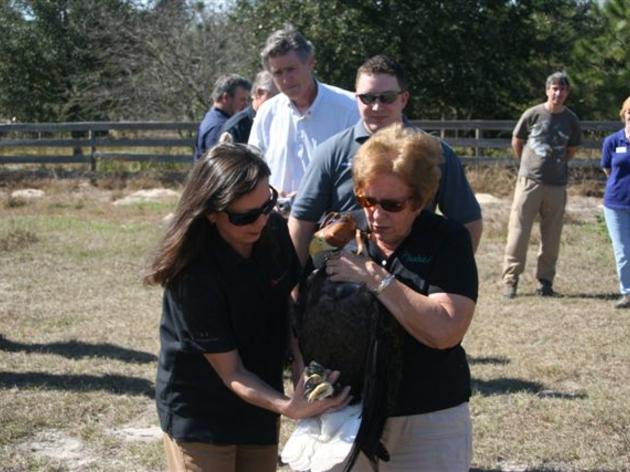 Audubon Florida Releases the 439th Rehabilitated Bald Eagle Back to the Wild 