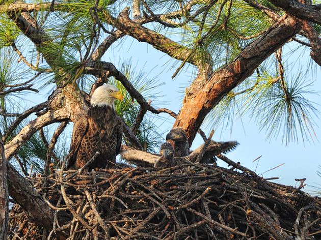 Eaglets Make Their Debut at Corkscrew Swamp Sanctuary