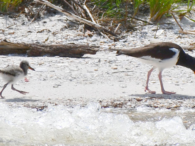 Results In: Alberto Pummeled Gulf Coast, Few Survivors at Several Important Nesting Sites