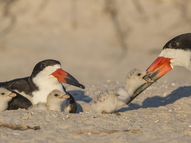Good News: Audubon Celebrates July 4th Bird Stewardship on Florida’s Beaches