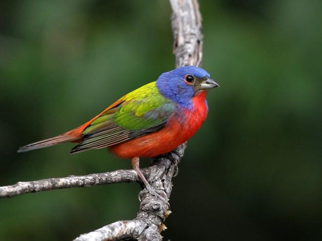 New Bird Trap Rule Helps Protect Florida Songbirds from Poaching