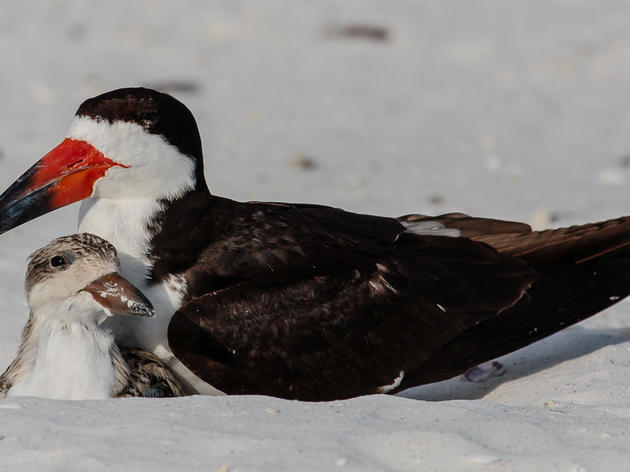 Help Wanted: Report Sightings of Banded Black Skimmers to Audubon  