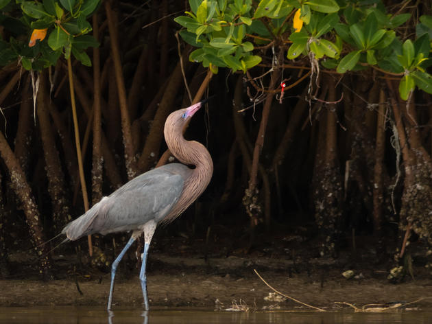 Important Audubon-Championed Everglades Reservoir Passes State and Federal Hurdles
