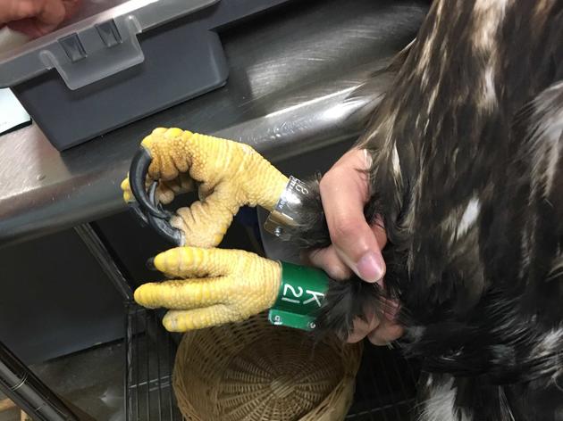 Keep an Eye Out! More Banded Eagles Take to the Florida Skies 