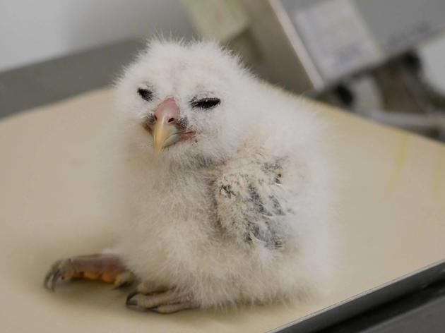 The Frenzy of Baby Bird Season at Audubon Center for Birds of Prey