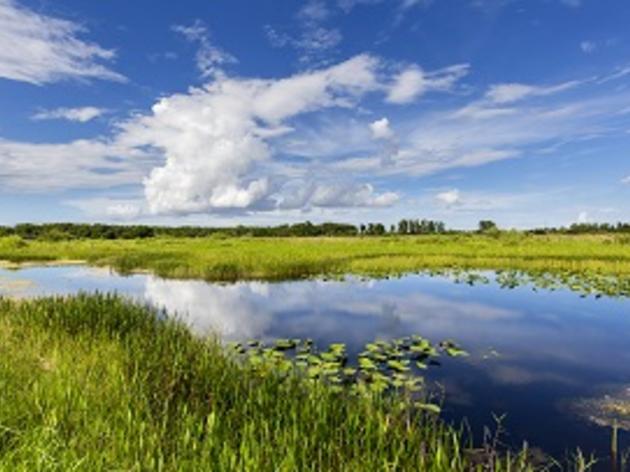 Audubon Celebrates U.S. House Approval of $200 million for Everglades Restoration