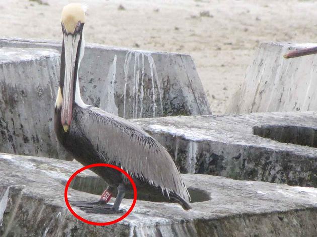 Pelicans Who Survived 2010 Deepwater Horizon Disaster Spotted at Audubon Sanctuary