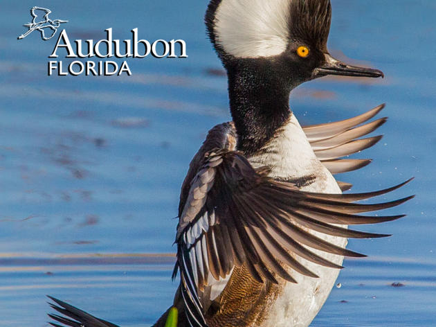 Spring 2017 Update from Florida Audubon Society Chair Jud Laird