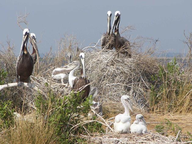 Major Coastal Bird Rookery in North Florida Saved