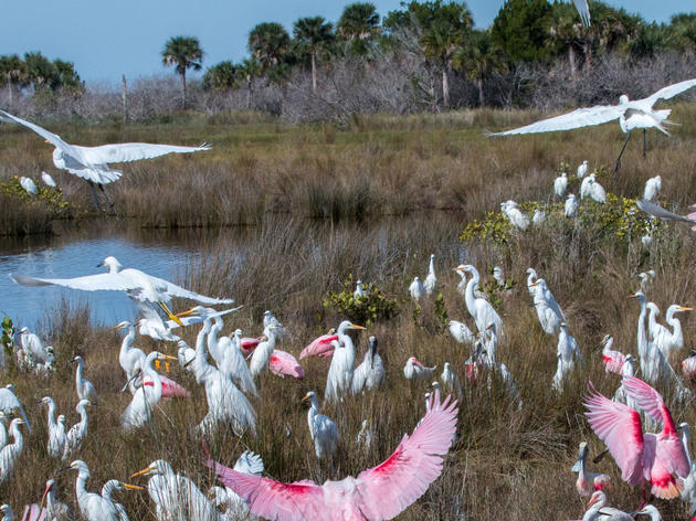 Wading Bird Supercolonies in America’s Everglades Tell Us Something We Already Knew