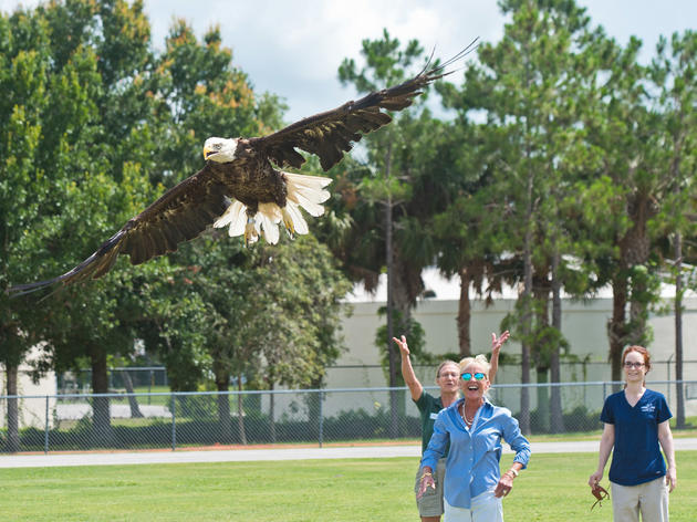 Freedom Flies: 600th Bald Eagle Makes Majestic Return to Florida Skies