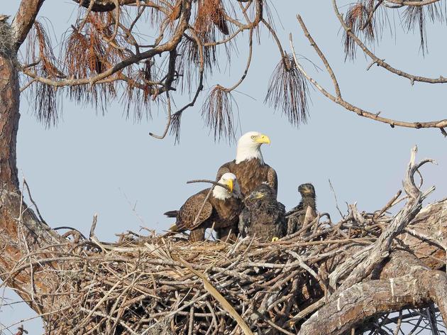 After Flying Under the Radar for More Than a Decade, Male Eagle Discovered With Family