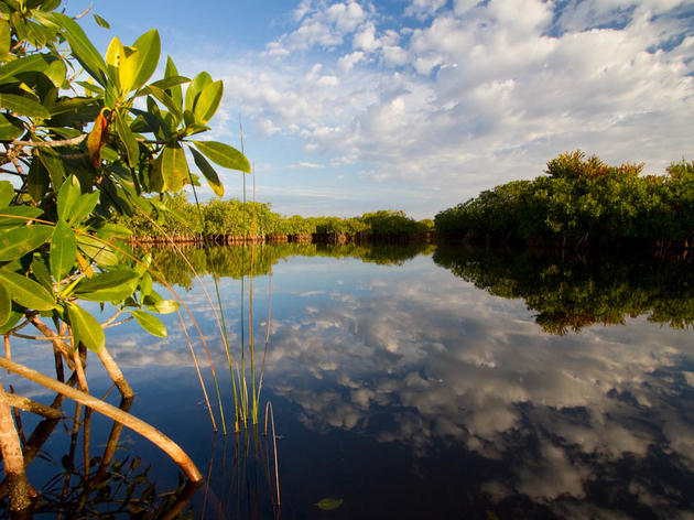 Audubon-Championed Everglades Reservoir Passes State and Federal Hurdles!