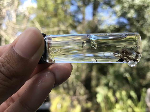 Audubon Researchers Use Frogs and Fish to Gauge Restoration Success at Picayune Strand