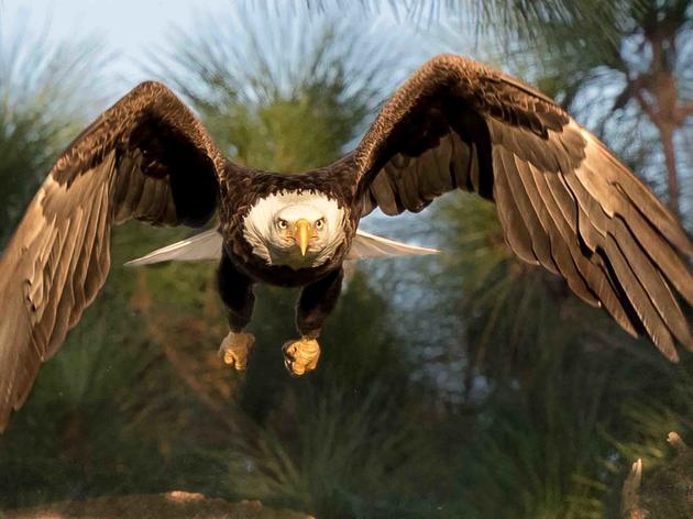 Human and Eagle Population Booms Mean Eagles Need Audubon (and You) Now More Than Ever