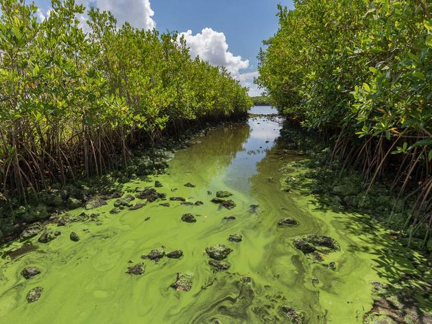 Now What? Blue-Green Algae and Red Tide Leave Floridians Frustrated