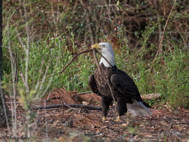 Despite Unwelcome Nest Thieves, Florida’s Eagles Persist After Irma Devastation