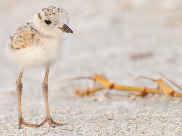 Audubon in Action: Fighting for Critical Habitat in Southwest Florida