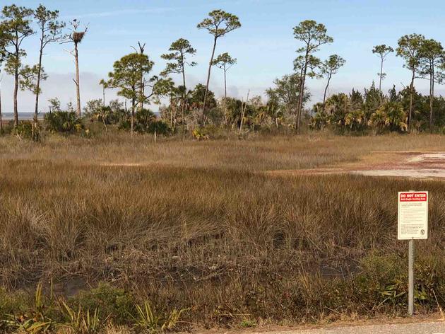 Audubon Partnership with Southwest Florida City Helps Keep Bald Eagle Protections in Place