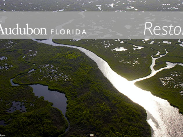 Updates on Audubon’s Work to Restore America’s Everglades