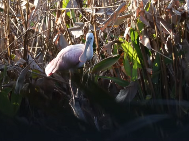 Audubon Florida Teams Up With University of Miami's Orange Umbrella to Launch Video Highlighting Secret Lives of Roseate Spoonbills