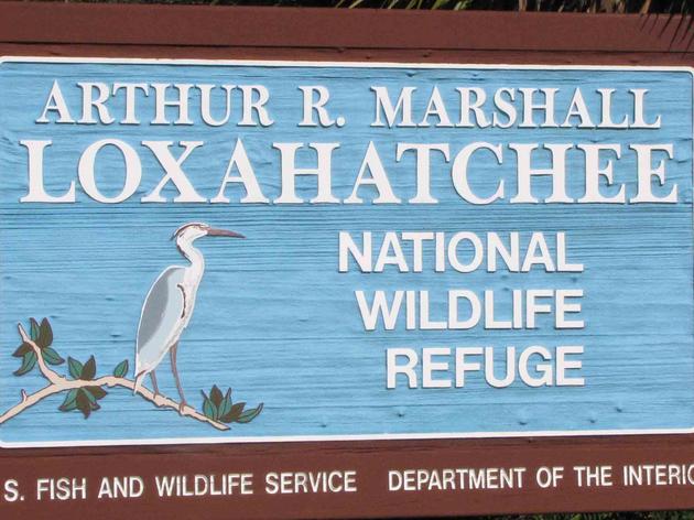 Audubon Advocates and Partners Save the Arthur R. Marshall Loxahatchee National Wildlife Refuge