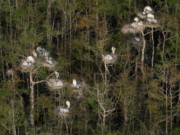 Last Year's Everglades Breeding Bonanza Was the Biggest in More than 80 Years