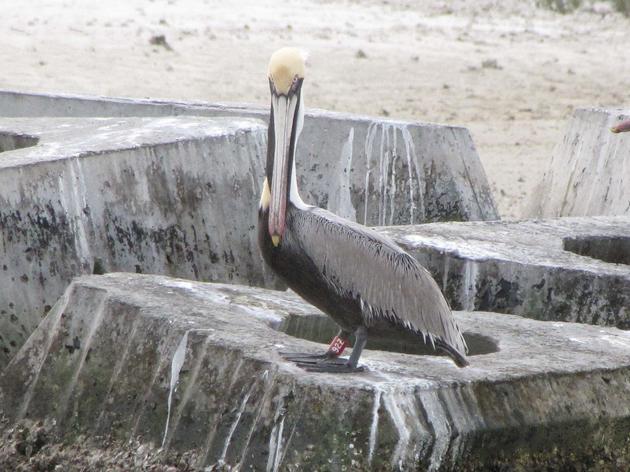 Pelicans Who Survived Deepwater Horizon Disaster Spotted at Audubon Sanctuary