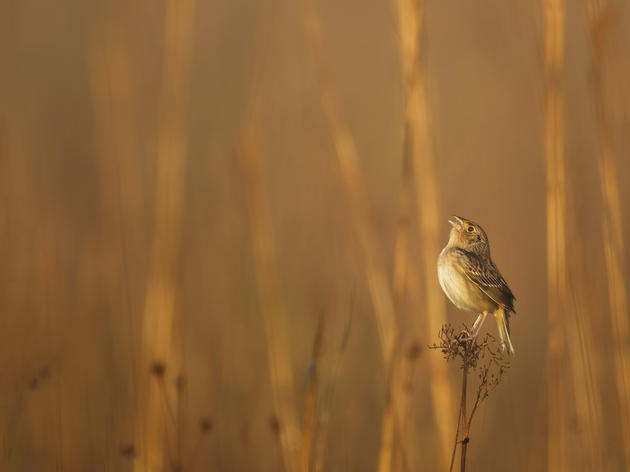 The Rush to Save the Imperiled Florida Grasshopper Sparrow 