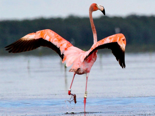 Audubon and Other Researchers Vindicate Flamingo-Loving Floridians