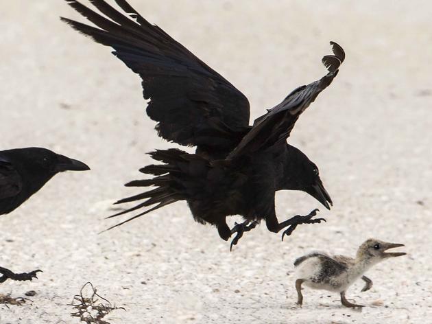 Audubon Supports Atlantic Flyway Project to Understand Disturbance Impacts to Imperiled Shorebirds 