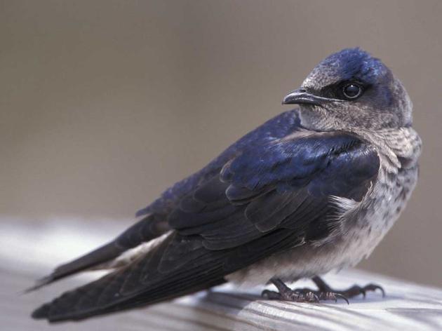 Purple Martins, A Nestful of Fun at Disney