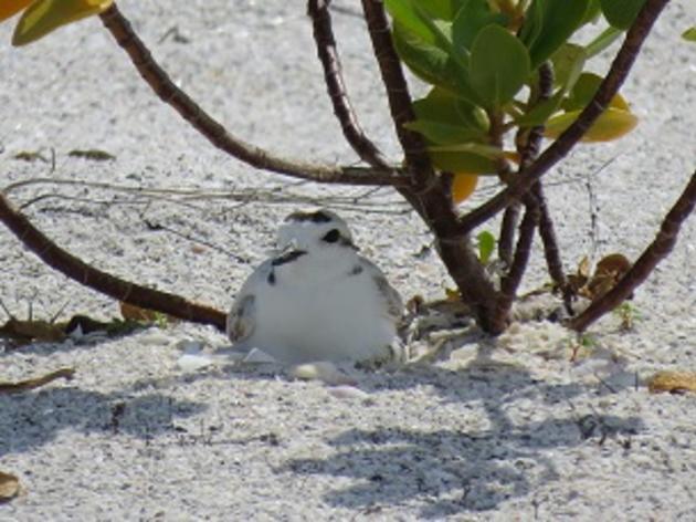 On July Fourth, Help Beach Birds Nest in Peace By Leaving Fireworks at Home  