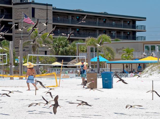 Beach Volleyball Tournament Host Goes to the Net – for Florida’s Beach-nesting Birds!