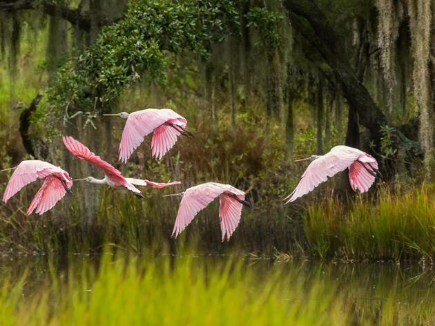 Wandering Spoonbills Tell Us What We Need to Protect the Everglades